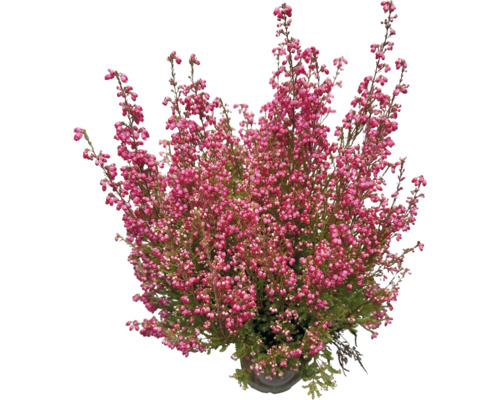 Bruyère FloraSelf Erica gracilis Ø 11 cm pot sélection aléatoire de variétés