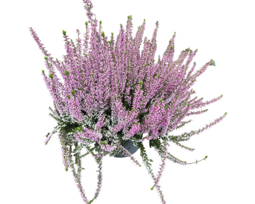 Callunes couleur unie FloraSelf Calluna vulgaris Beauty Ladies Ø 17 cm pot