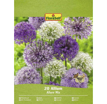 Paquet de 20 bulbes d''Allium Allure Mix