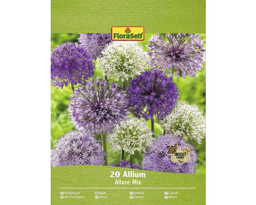 Bulbe Allium FloraSelf ' Allium Deco ' 20 pièces