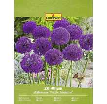 Paquet de 20 bulbes d''Allium aflatunense ''Purple Sensation''