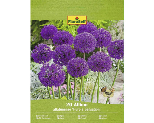 Bulbes d'ail d'ornement FloraSelf 'Purple Sensation' 20 pièces