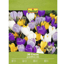 FloraSelf Crocus Grandiflora Mix, 30 pièces, respectueux des insectes