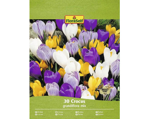 Bulbes de crocus FloraSelf 'Mélange Grandiflora' 30 pièces