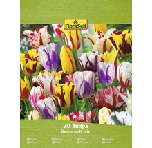 Paquet de 20 tulipes Rembrandt Mix