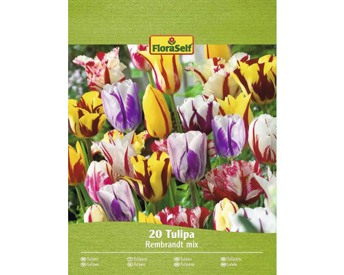 Paquet de 20 tulipes Rembrandt Mix