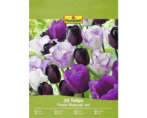 Bulbes de tulipes FloraSelf 'Mélange Purple Passion' 20 pièces