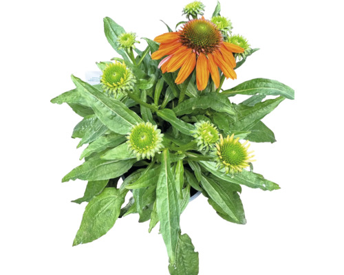 Sonnenhut MIX FloraSelf Echinacea purpurea H 10-30 cm Co 3 L versch. Sorten