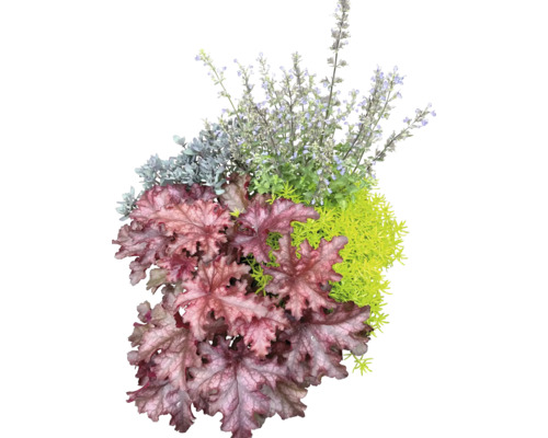 Nahaufnahme einer Heuchera Pflanze mit dekorativen Blättern und kleinen Blüten