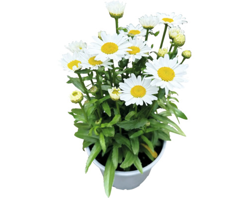 Marguerite naine à grosses fleurs FloraSelf Chrysanthemum /Leucanthemum maximum 'Dwarf Snow Lady' h 10-30 cm Co 3 l