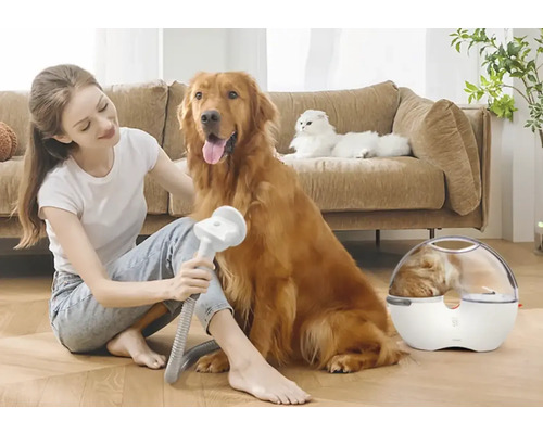 Femme brosse un chien avec une brosse pour animaux, un chat est allongé sur un canapé, un chat est assis dans une cage de transport
