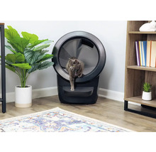 Graue Katze betritt eine automatische Katzentoilette in einem Wohnzimmer.