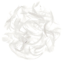 Nombreuses plumes blanches