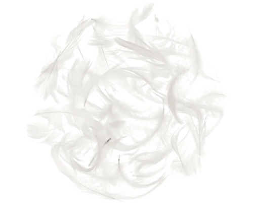 Nombreuses plumes blanches