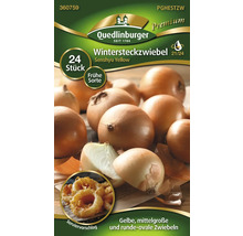 Oignons d''hiver de la variété Senshyu Yellow de Quedlinburger, 24 pièces