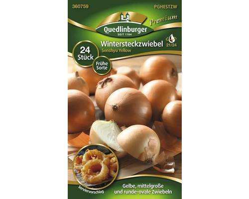 Oignons d''hiver de la variété Senshyu Yellow de Quedlinburger, 24 pièces