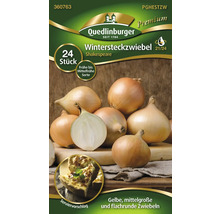 Oignons d''hiver variété Shakespeare, 24 pièces
