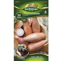 Emballage d''échalotes à planter de variété Griselle avec 20 pièces