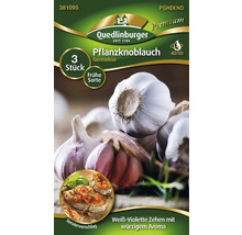Ail à planter de type Germidour, 3 pièces