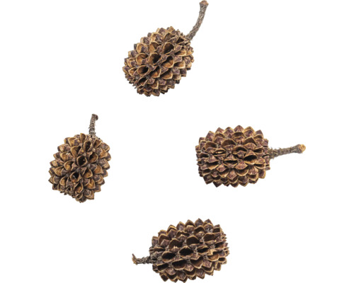 Quatre cônes d''aulne