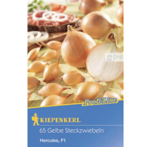 Logo Kiepenkerl, 65 oignons de semis jaunes, Hercules F1