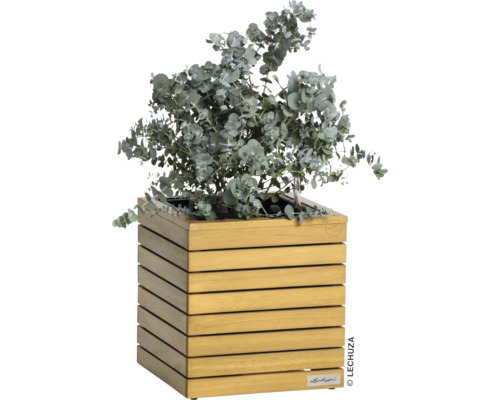 Eukalyptus in einem Pflanzgefäß aus Holz