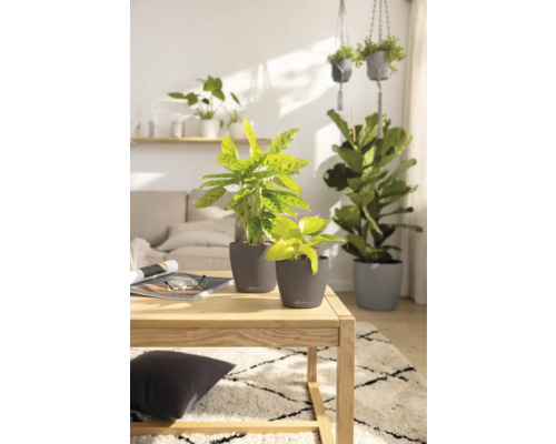 Helles Wohnzimmer mit Zimmerpflanzen in Pflanzgefäßen auf einem Holztisch