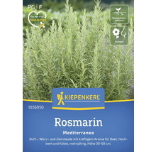 Rosmarin Pflanze von Kiepenkerl, mediterrane Duft-, Würz- und Zierstaude