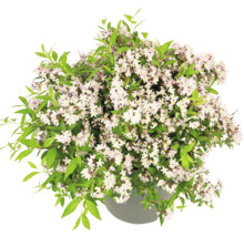 Strauch mit weißen Blüten im Topf