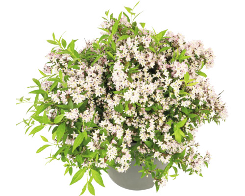 Strauch mit weißen Blüten im Topf