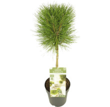 Kiefer Bonsai im Topf für den Aussenbereich