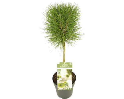 Zwerg-Schwarzkiefer Halbstamm FloraSelf Pinus nigra Summer Breeze Stammhöhe 90 cm Co 6,5 L
