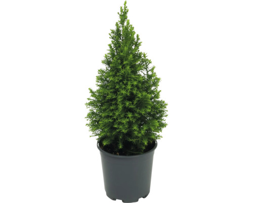 Faux cyprès, cyprès conique 'Excellent Point' H 20-30 cm Ø 13 cm Pot Mini arbre de Noël adapté à la plantation