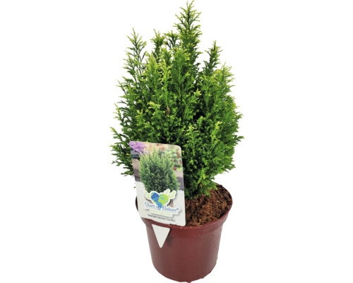 Faux cyprès 'Snow White' FloraSelf h 20-30 cm Co 2 l mini sapin de Noël destiné à être planté