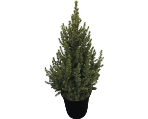 Zuckerhutfichte 'Speedy' H ca. 70 cm Co 3 L Weihnachtsbaum gesägt und getopft Blaufichte im Topf