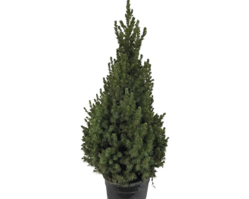 Épinette blanche 'Speedy' h env. 100 cm sapin de Noël scié et mis en pot