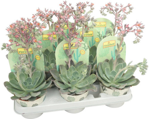 Echeverie mit Blüte Mix FloraSelf Echeveria Ø 10,5 cm Topf zufällige Sortenauswahl