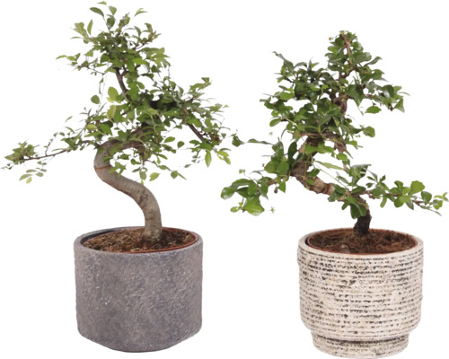 Mélange de bonsaï en forme de S FloraSelf avec cache-pot en céramique Emma Ø 14 cm Deux bonsaïs en pot