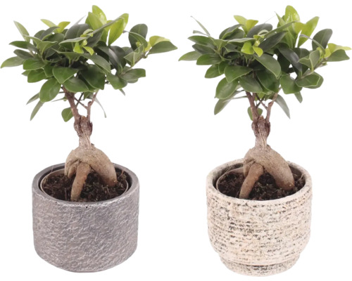 Chinesische Feige FloraSelf Ficus microcarpa Ginseng inkl. Keramik Übertopf Emma Ø 11 cm, sortiert