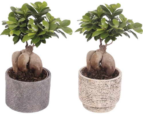 Chinesische Feige FloraSelf Ficus microcarpa Ginseng inkl. Keramik Übertopf Emma Ø 14 cm, sortiert