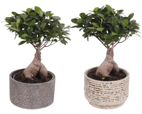 Chinesische Feige FloraSelf Ficus microcarpa Ginseng inkl. Keramik Übertopf Emma Ø 17 cm, sortiert