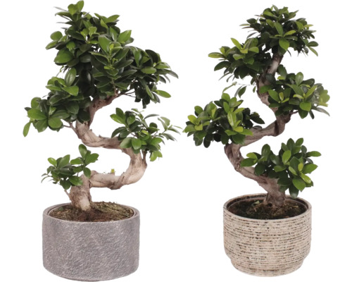 Chinesische Feige S-SHAPE FloraSelf Ficus microcarpa Ginseng inkl. Keramik Übertopf Emma Ø 22 cm