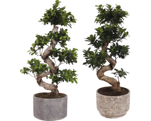 Chinesische Feige S-SHAPE FloraSelf Ficus microcarpa Ginseng inkl. Keramik Übertopf Emma Ø 26 cm