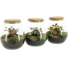Trois récipients en verre avec couvercle en liège, plantés de mousse et de plantes