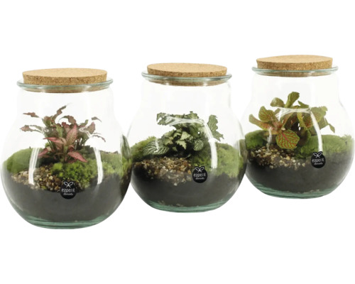 Trois récipients en verre avec couvercle en liège, plantés de mousse et de plantes