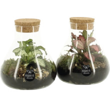 Deux bouteilles en verre avec des plantes et des bouchons de liège