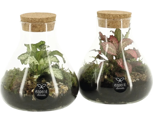 Deux bouteilles en verre avec des plantes et des bouchons de liège
