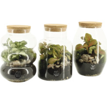 Trois terrariums contenant des plantes et des pierres dans des récipients en verre avec couvercles en liège