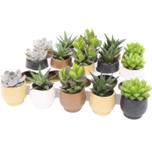 Diverses plantes grasses en pot sur une étagère