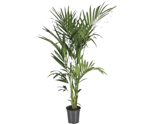 Howea-Palme, Kentia Palme FloraSelf Howea forsteriana H ca. 180 cm Ø 24 cm Topf Areca Palme in einem Topf